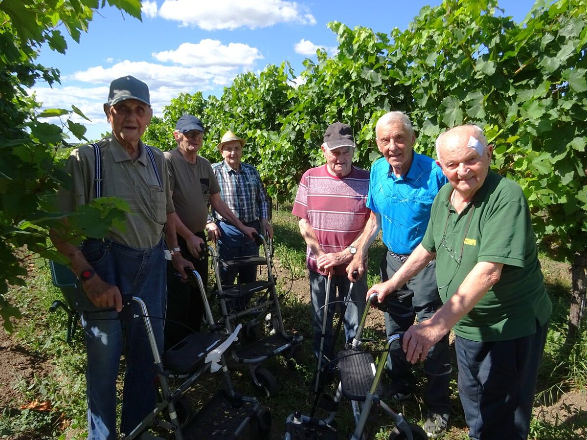 secu_PA_Thorwesten_Weinlese_Presse3