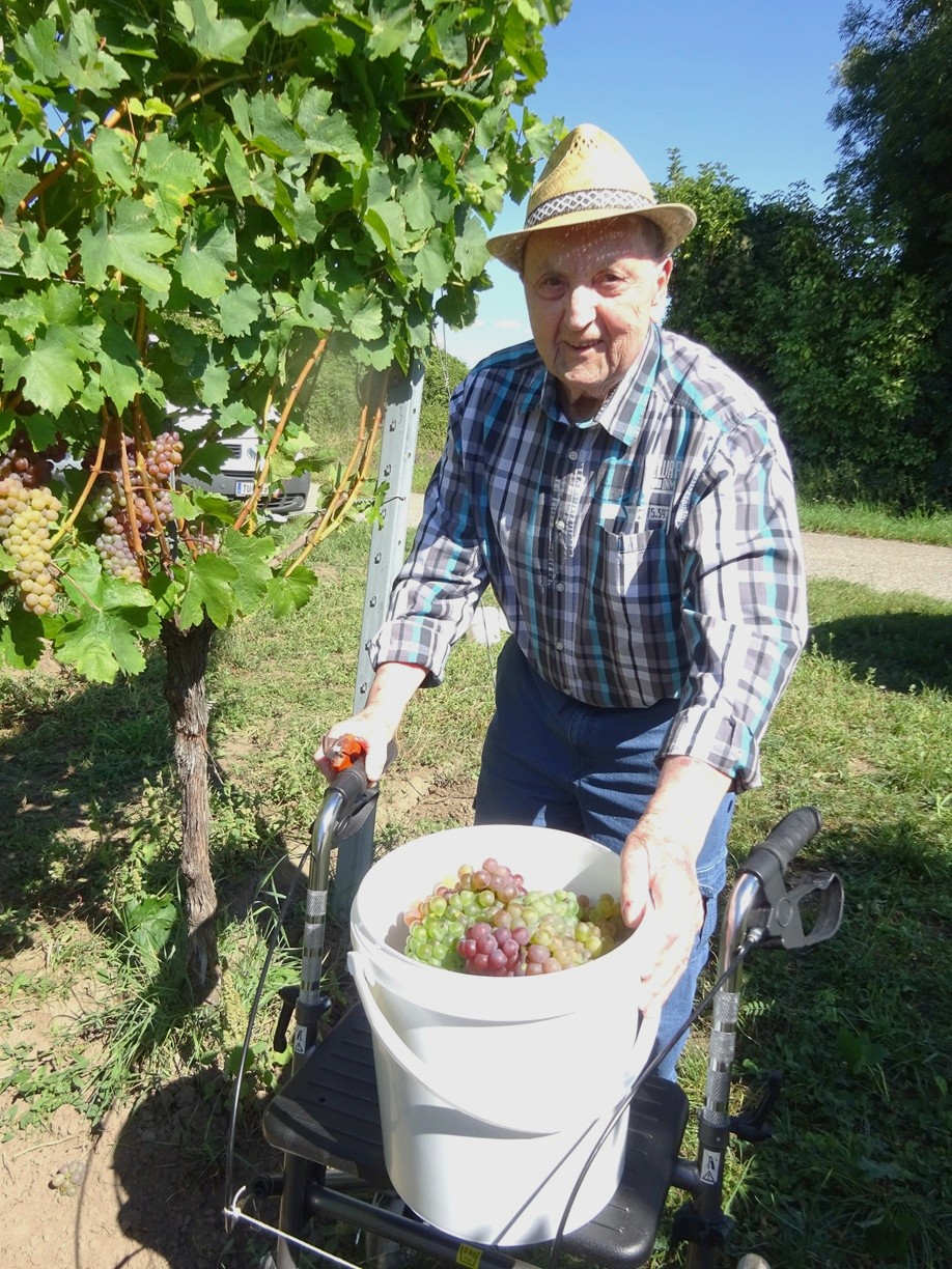 secu_PA_Thorwesten_Weinlese_Presse4