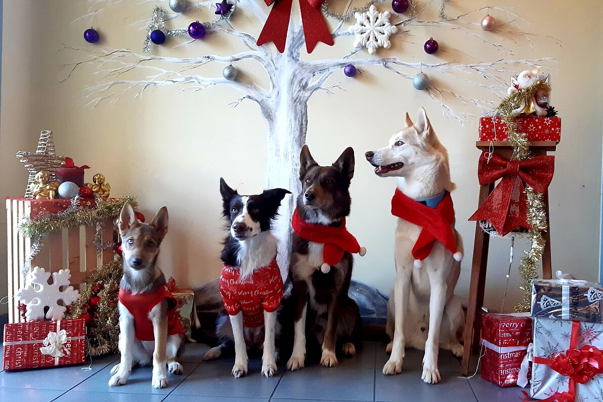 secu PA Unterpremstätten Therapiehunde Presse 1